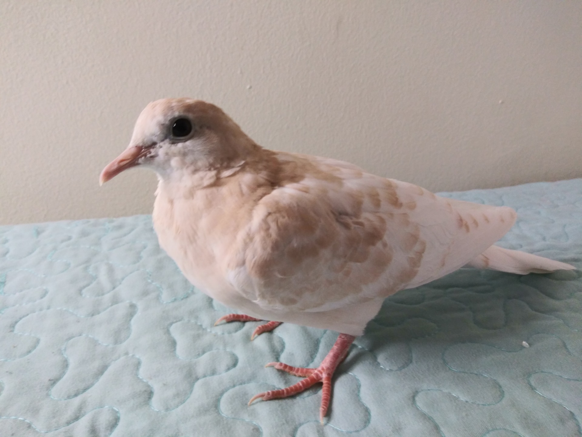 Search Dove Birds For Sale | Select your Dove Preferences
